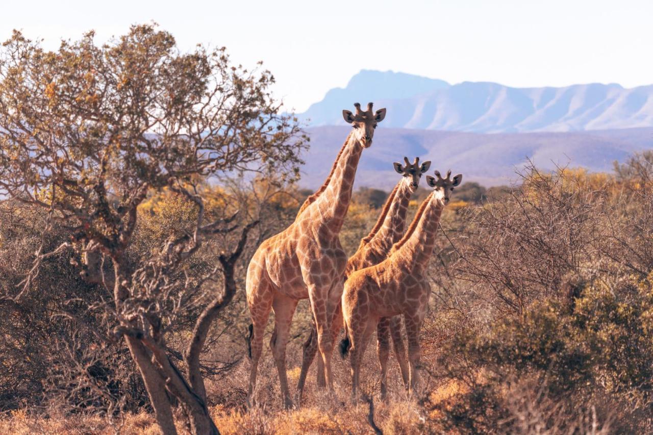 Africamps Klein Karoo Villa Оудсхорн Екстериор снимка