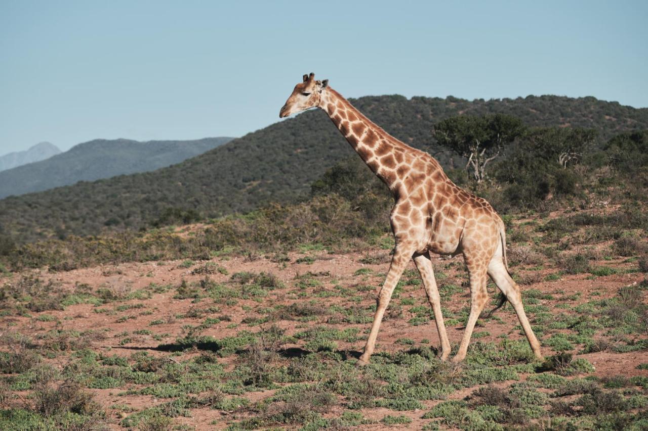 Africamps Klein Karoo Villa Оудсхорн Екстериор снимка
